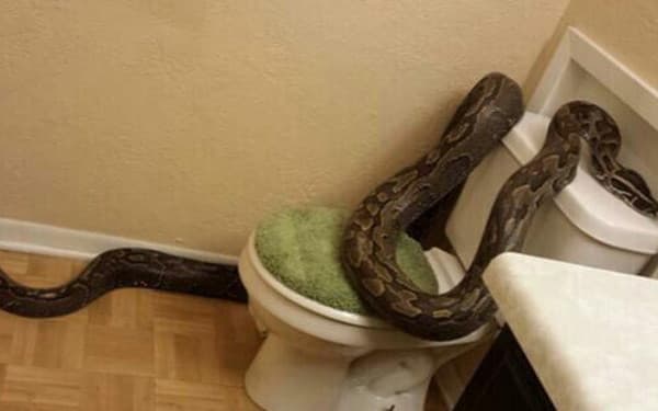 งูยักษ์เข้าบ้าน