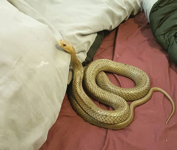 งูเข้าห้องนอน