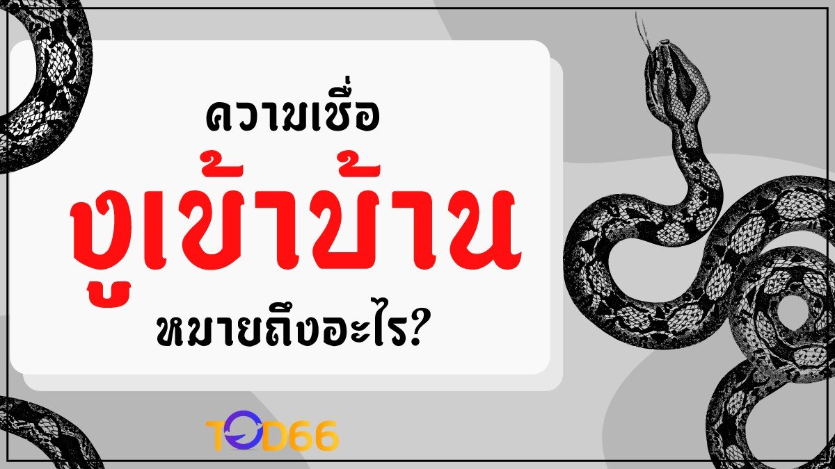 image-งูเข้าบ้าน หมายความว่าอย่างไร? ดีหรือร้าย ให้โชคลาภจริงหรือไม่ ดูเลย!